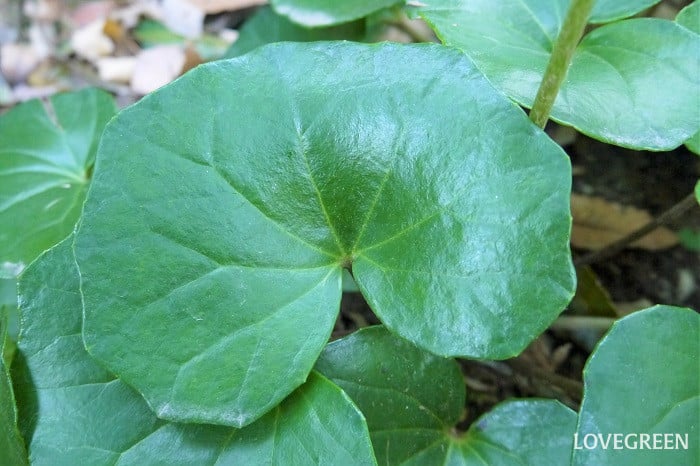 ツワブキ 秋になるとキクに似た黄色い花を咲かせます。花の盛りが長いので公園や庭園でよく見かけます。タンポポのように綿毛をつけた種子が風に飛んでいくさまもまた風情があります。 岩の上など厳しい環境でもたくましく育つことから、「石蕗」と書いてツワブキと読ませます。