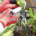 皆さんのナスは順調に育っていますか？ 日頃からお手入れをこまめにしていると、ナスはそれに答えてくれるように元気に育ってくれます。 さあ、今日からお手入れを始めましょう！