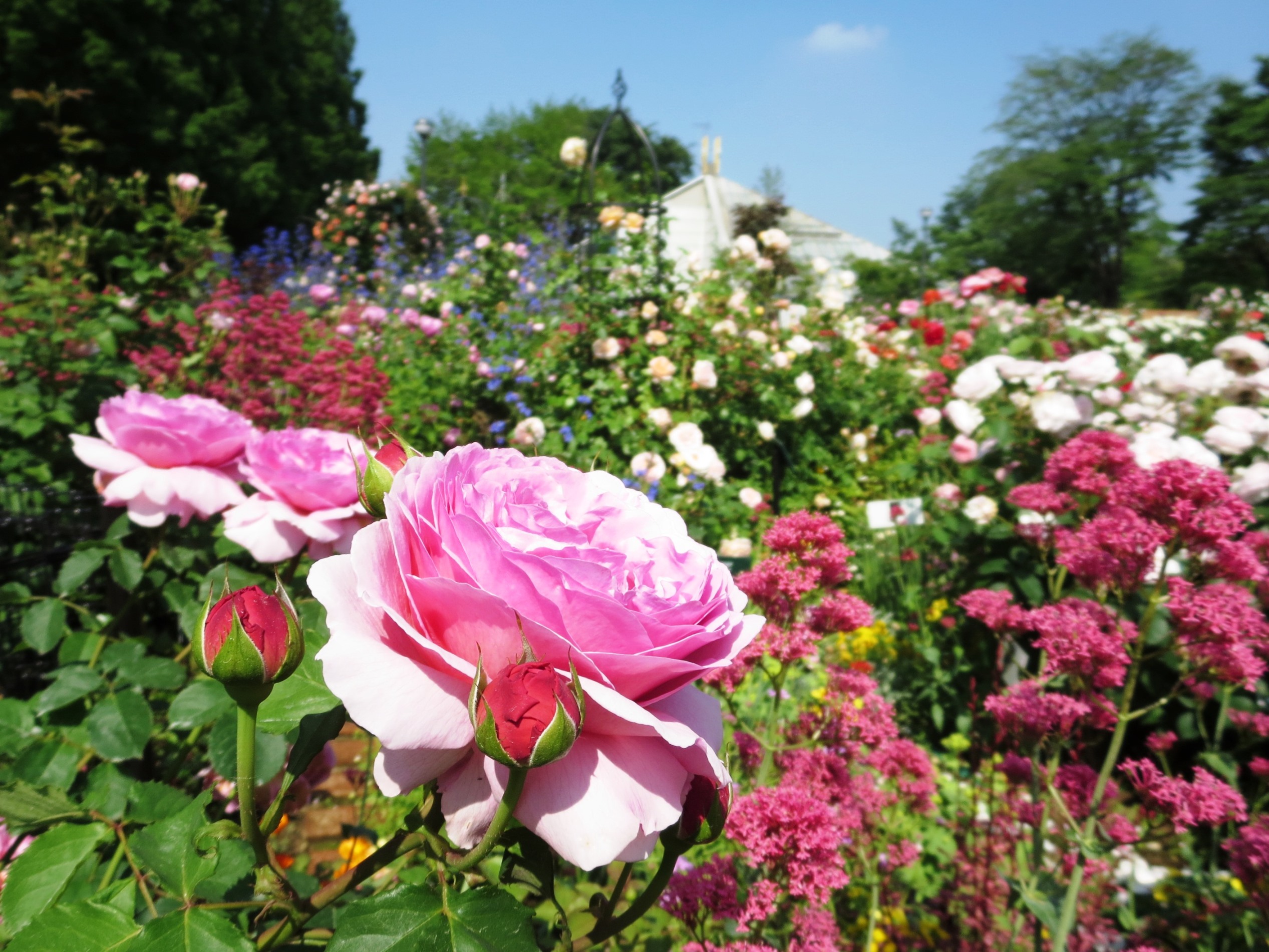 バラの香りを楽しむ庭 四季の香ローズガーデン Lovegreen ラブグリーン
