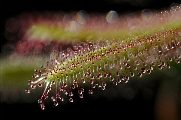 CANVA モウセンゴケ