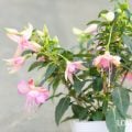 フクシア　育て方　特徴