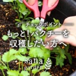 パクチーは春か秋に種まきをして、葉が育ってきたら収穫します。 パクチーは夏の日差しを浴びすぎると、花が咲き、葉が硬くなるので、春は種をまく時期をずらしてあげることで生長の時期をずらし、そのために長く収穫することができます。 前回パクチーの種をまいた所の間引きをした後、長く収穫を楽しめるように、さらにパクチーの種をまいていきたいと思います。