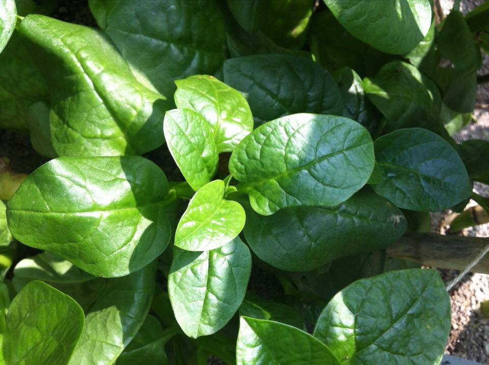 つるむらさき ツルムラサキ の育て方 栽培 Lovegreen ラブグリーン