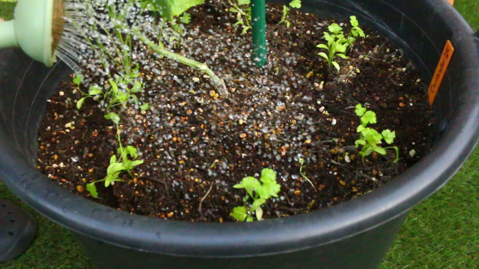 キュウリはお水を好む性質があります。日頃から乾燥させないように管理しましょう。通常畑で栽培する際は、雨のはね返りによる病害虫を防いだり、夏の乾燥を防ぐために敷きわらを敷きます。  春夏のプランター栽培は、バーク堆肥などを敷いて梅雨時期の雨のはね返り・乾燥を予防すると、いくぶんそれらを防ぐことができますのでお試しください。