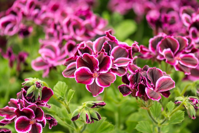 canvaペラルゴニウム canvaペラルゴニウム