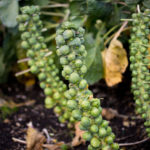 芽キャベツの育て方 栽培 Lovegreen ラブグリーン