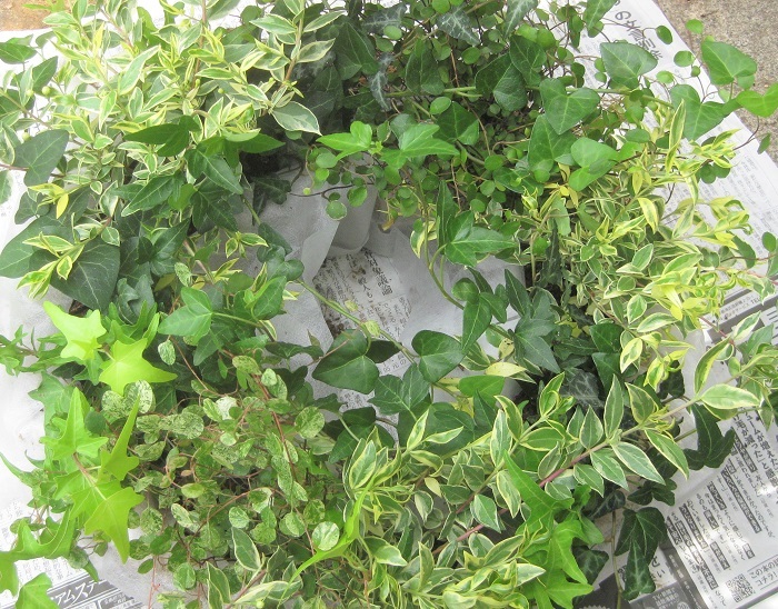 アイビーを活用したギャザリング風寄せ植えリースの作り方 メンテナンスがとても簡単な、育てやすいカラーリーフだけで作るリース型寄せ植えをご紹介。