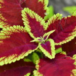 コリウスの育て方 Lovegreen ラブグリーン