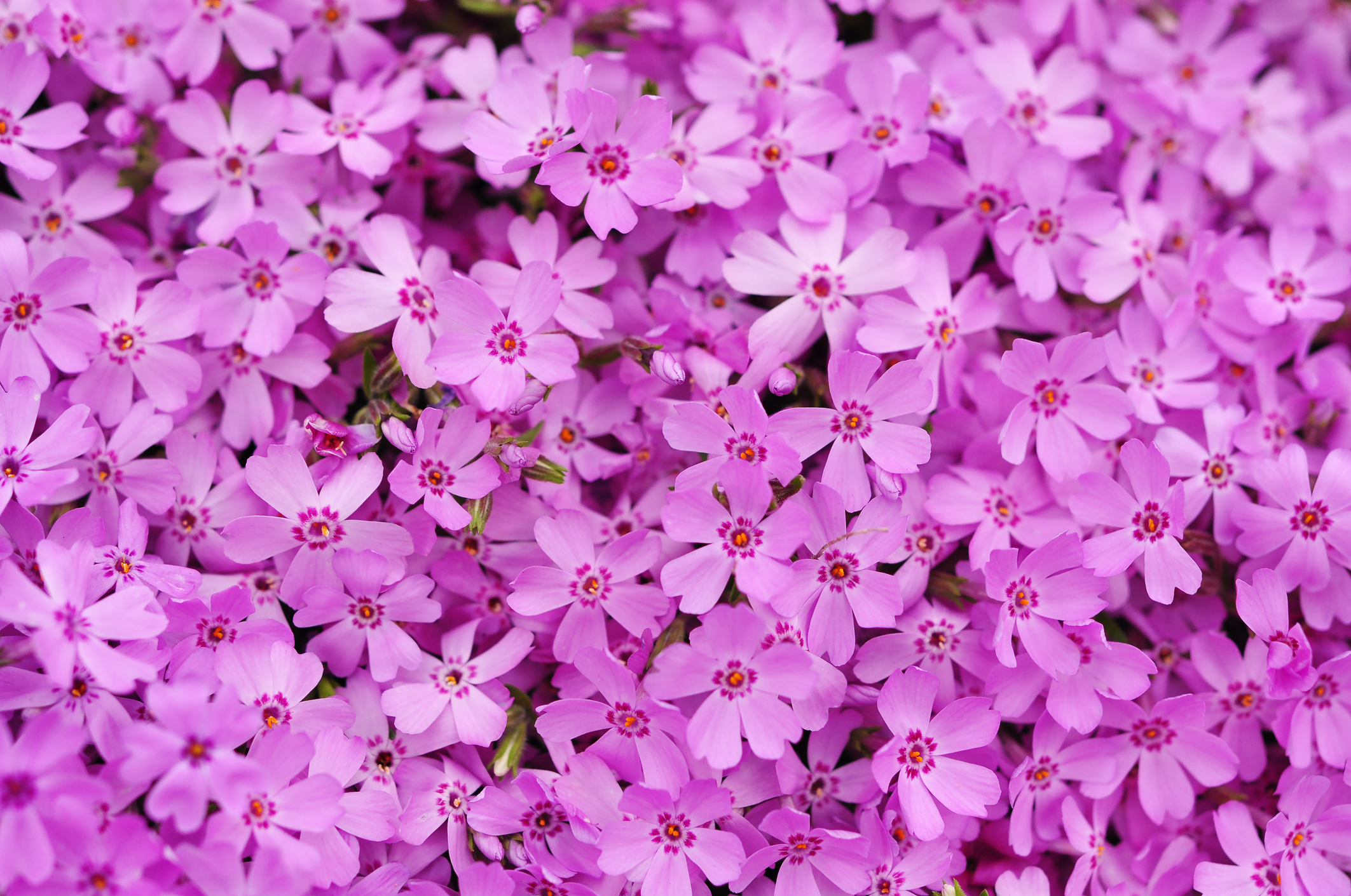 一面のピンクを楽しもう！関東の芝桜の名所・イベントをご紹介