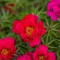 canva マツバボタンPortulaca grandiflora2