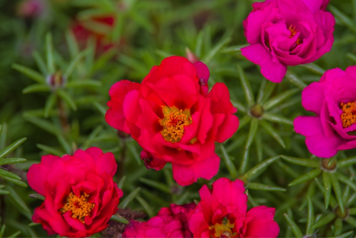 canva マツバボタンPortulaca grandiflora2