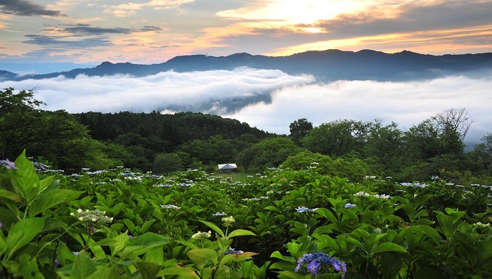 埼玉県にあるアジサイの絶景スポット 美の山公園 Lovegreen ラブグリーン