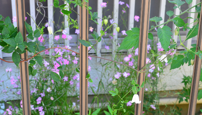 同じシーズンで繰り返し花を咲かせる 壺型クレマチスの剪定 Garden Note Lovegreen ラブグリーン