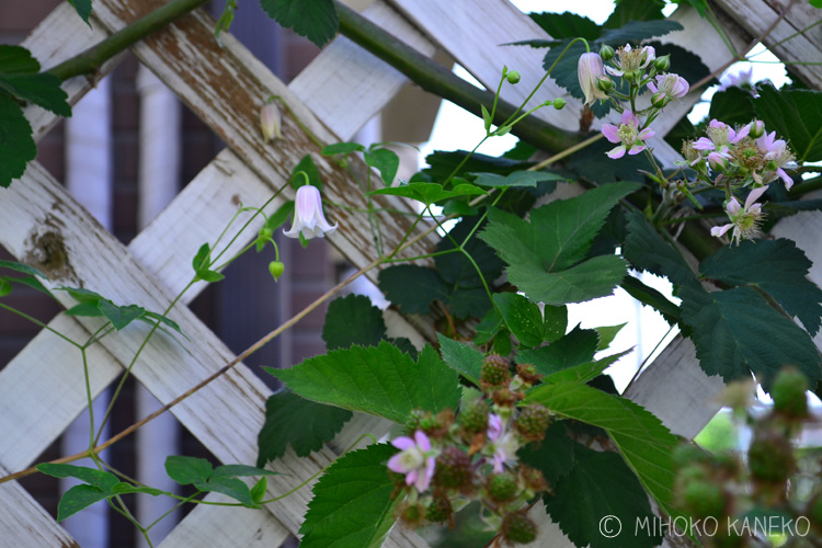 初夏から夏へ おすすめの植物をご紹介 Garden Note Lovegreen ラブグリーン