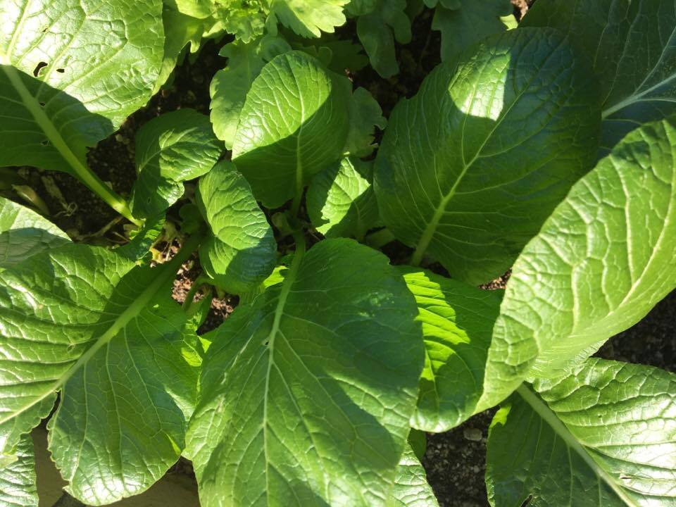 小松菜 コマツナ の育て方 栽培 Lovegreen ラブグリーン