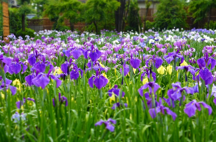 埼玉県にある６月だけの花畑 染谷花しょうぶ園 Lovegreen ラブグリーン