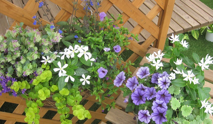 ７月の寄せ植えの作り方 涼し気な青い花を使ったハンギングバスケット Lovegreen ラブグリーン