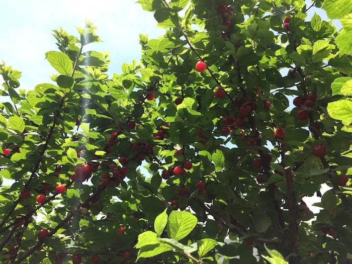 ユスラウメ（桜桃）の収穫期は、6月～7月です。