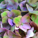 秋色アジサイ（紫陽花）の色の変化の行方と管理のコツ