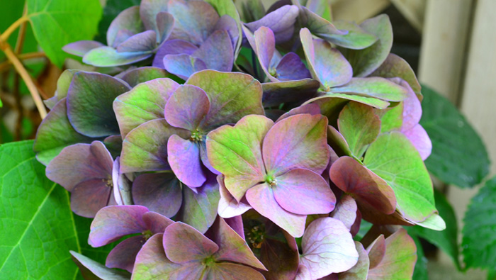 秋色アジサイ 紫陽花 の色の変化の行方と管理のコツ Lovegreen ラブグリーン