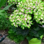 紫陽花の剪定時期と仕方、小さくしたい場合はどうする？