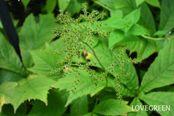 矢車草 ヤグルマソウ の育て方 Lovegreen ラブグリーン