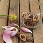 ハス(蓮)の花のドライフラワーの作り方。