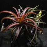 negrecta-rubura2-150x150.jpg