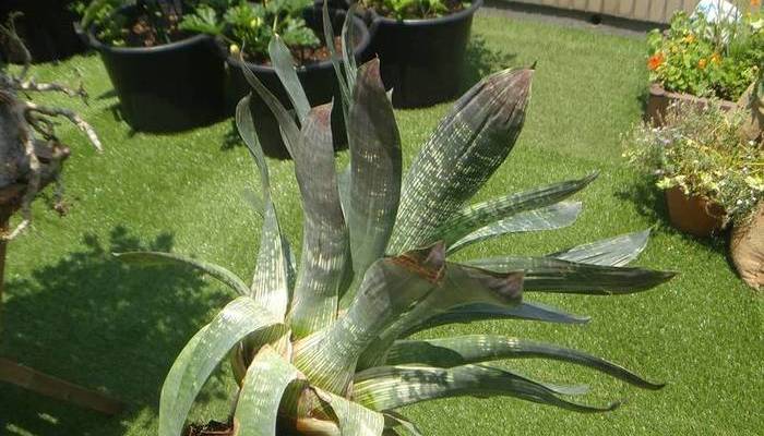 エアプランツの仲間？ 綺麗な模様のフリーセアを育ててみよう