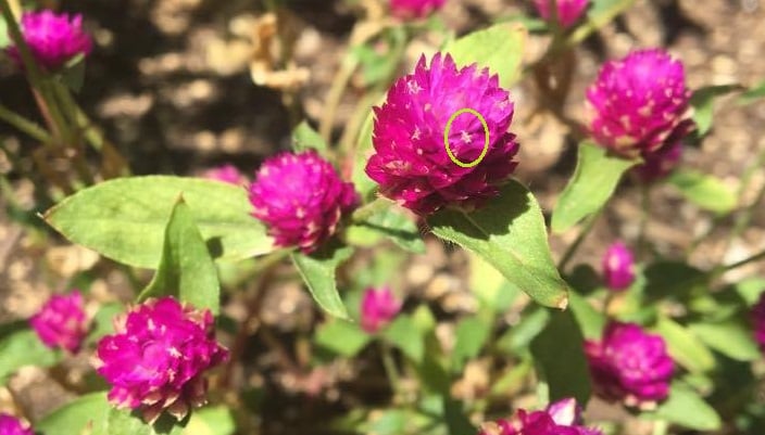 千日紅のピンクや白の部分は、花びらではありません。苞葉（ほうよう）といって、花、つぼみを包んでいた葉のことをいいます。本当の花の部分は白く見える小さな部分です。  苞葉（ほうよう）を触るとカサカサして乾燥しています。今咲いているのに、既にドライフラワーといったところです。そのおかげで色あせることもほとんどなく、綺麗に咲き続けてくれます。