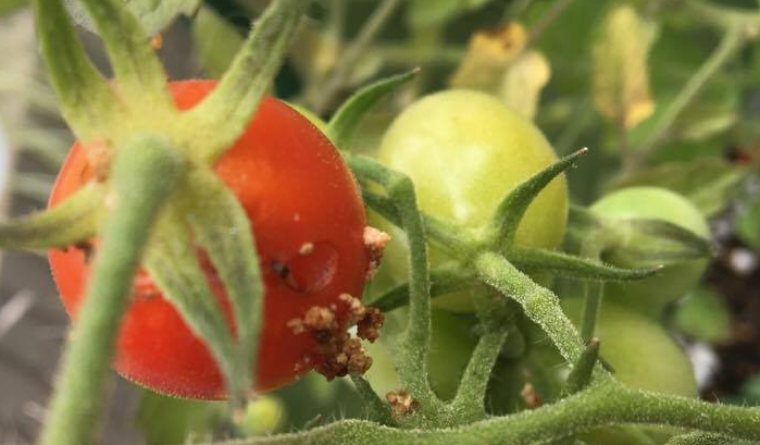 トマト・ミニトマトのヘタの近くに穴が１～２個でき、周りにフンがついているときは、オオタバコガ、タバコガの仕業です。オオタバコガとタバコガは、実の内部を食害するため小さな５ｍｍほどの穴を見つけたらトマトの中に潜んでいる可能性大です。  小さい穴が１つなら、まだ果実の中にオオタバコガ、タバコガがいるかもしれません。  小さい穴が２つなら、もう別の果実を食害しているに違いありません。早急に穴が空いた果実がないか、確認しましょう。