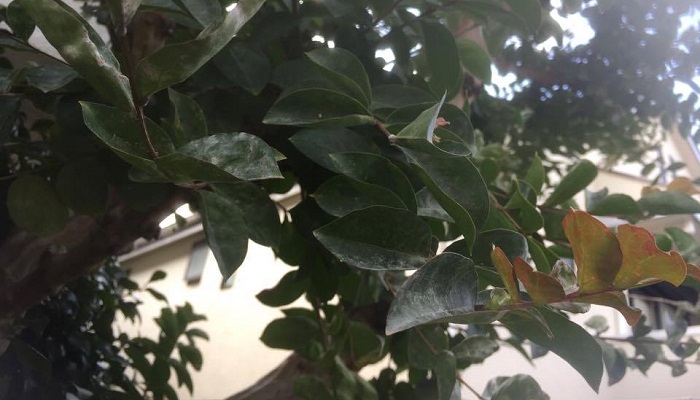 サルスベリ 百日紅 の葉が白い うどんこ病の原因と対策 Lovegreen ラブグリーン