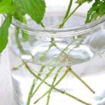 とっても簡単！ミントの水挿しでの増やし方。発根後の土への植え付け方は？