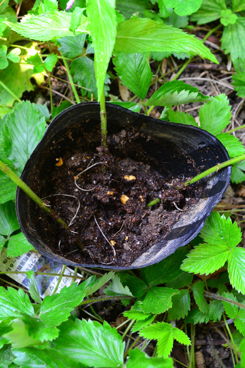 根っこが出た茎を鉢やポット苗に植え替えます。  鉢に土を少し入れた後に、根が出ている部分が土の中に埋まるように、ミントをセットします。