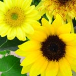 季節の生花、ひまわりの様々な種類と扱い方