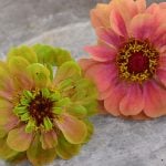 ジニア（百日草）｜種まきの時期や方法、たくさん花を楽しむための摘芯や切り戻し