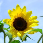 ひまわりの育て方～種まきの時期や方法、植え方、種の収穫など知っておきたいポイント