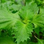 シソ（大葉）の栽培と収穫のコツ、保存法
