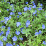 アメリカンブルー様 おまとめ 花】アメリカンブルーの育て方・摘芯 - YouTube