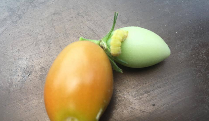 穴が空いたトマト ミニトマトの害虫オオタバコガとタバコガ 発生時期と駆除について Lovegreen ラブグリーン