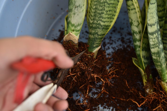 土と一緒に枯れている根を取り除き、ハサミやナイフを使って地下茎を切ります。