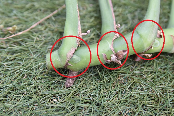 1節～2節を残して茎を切り分けます。赤丸で囲ってある部分が節になります。
