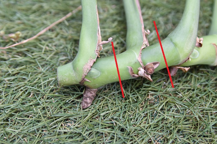 今回は茎挿しを2節単位、茎伏せを1節単位で切っていきます。赤い線の場所でハサミやナイフを使って切ります。