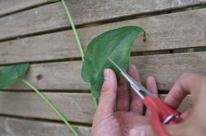 クワズイモの剪定や植え替えなどの管理方法と増やし方 挿し木 Lovegreen ラブグリーン