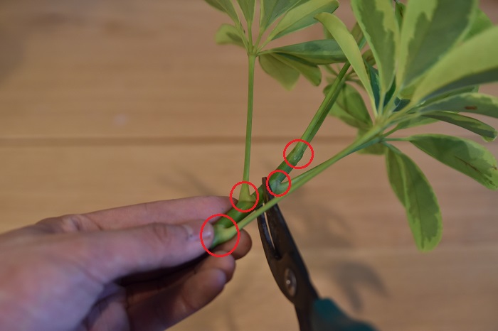 カポック(シェフレラ)は枝を剪定したあとに、剪定した枝を使って挿し木で増やすことができます。1節～2節を残して斜めに切ります。節は赤丸で囲った部分です。