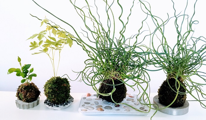 簡単にできる 苔玉の作り方 土の配合や管理方法 飾り方について Lovegreen ラブグリーン