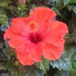 ハイビスカスは、南国のトロピカルなイメージを代表する植物です。熱帯花木の中でも人気の高いハイビスカスは夏の花と思われがちですが、実は春から秋までの長い期間に花が楽しめます。今回は、植え替えや剪定方法、冬越しや挿し木の手順、挿し木で増やしたハイビスカスが生長する様子などを紹介していきます。