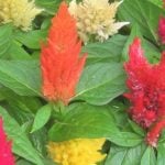 暑い夏にも、かわいい花を育てたいですよね。「夏に強い」「元気に咲く」花を探している方に、ケイトウをご紹介します。ケイトウは猛暑にも強く、咲くと花持ちがとても良いのでお手入れが簡単です。ガーデニング初心者にもおすすめの植物なので、ぜひ上手に育てて寒くなるまでお楽しみください。