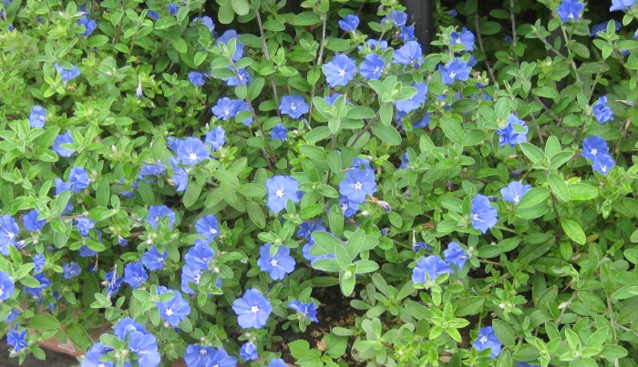 アメリカンブルーの育て方 花をたくさん咲かせる摘心や切り戻し 冬越し対策 Lovegreen ラブグリーン
