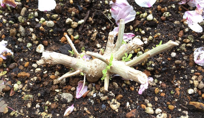 ランタナは芽を出す力が強いタフな植物なので生育期間中ならいつでも切り戻しすることができます。脇芽も出やすくなるので大きくなりすぎないようコンパクトに楽しむには株元から短く切り戻すとよいでしょう。写真は冬の間にばっさり切り戻し、4月に入り新芽が出てきたところです。年数を重ねる度に緑だった茎も茶色の木に変わり毎年安定して花が咲くようになりました。